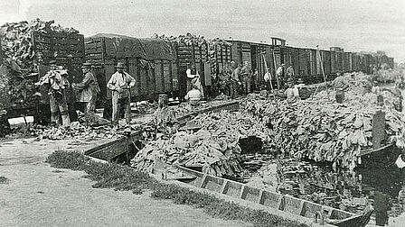 Het ‘Spoorlijntje van Swager’ bracht spoorwagons naar de Broekerhoek. (Collectie Stichting Langedijker Verleden)